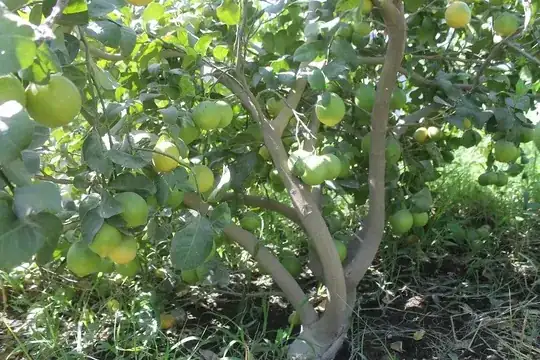 Improved meyer lemon pictures