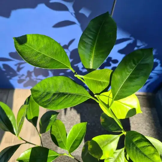 A few leaves snapped unnaturally under other leaves by the wind.