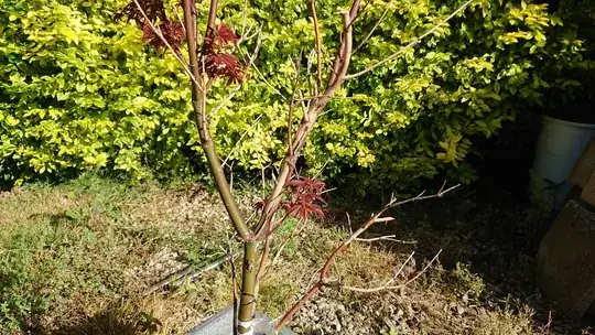 Acer dieback