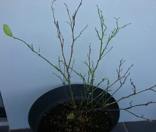 Photo of my sad lemon tree