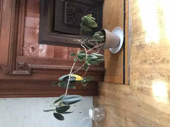 full tree