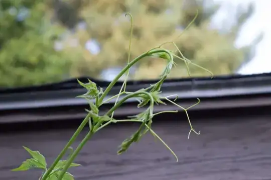 Tip of growing vine