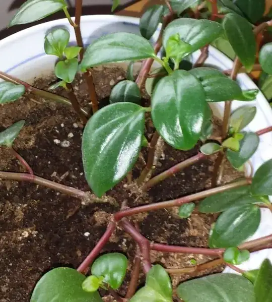 Pot plant with small waxy elliptical leaves