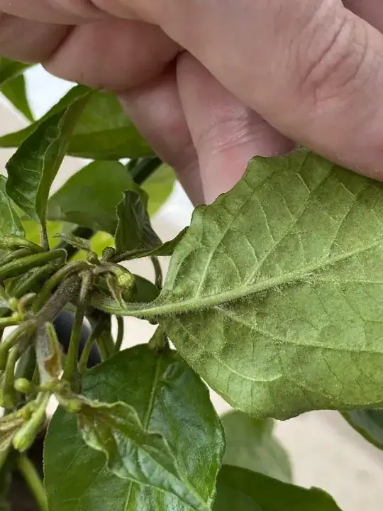 Different leaf underside