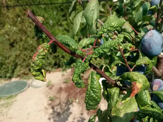 leaves