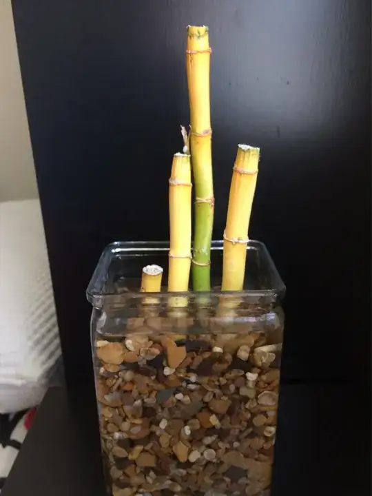 the actual vines in question