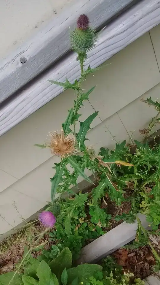 Whole plant with different stages