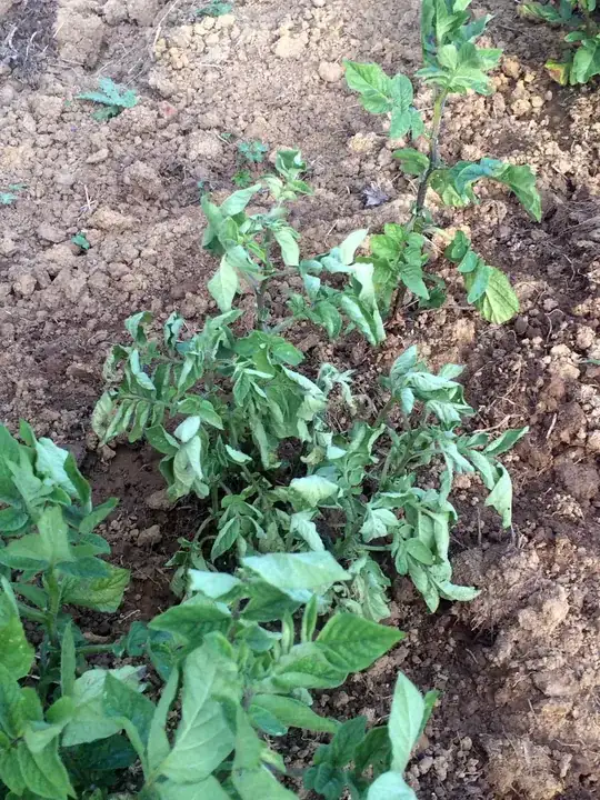 black parts of stems