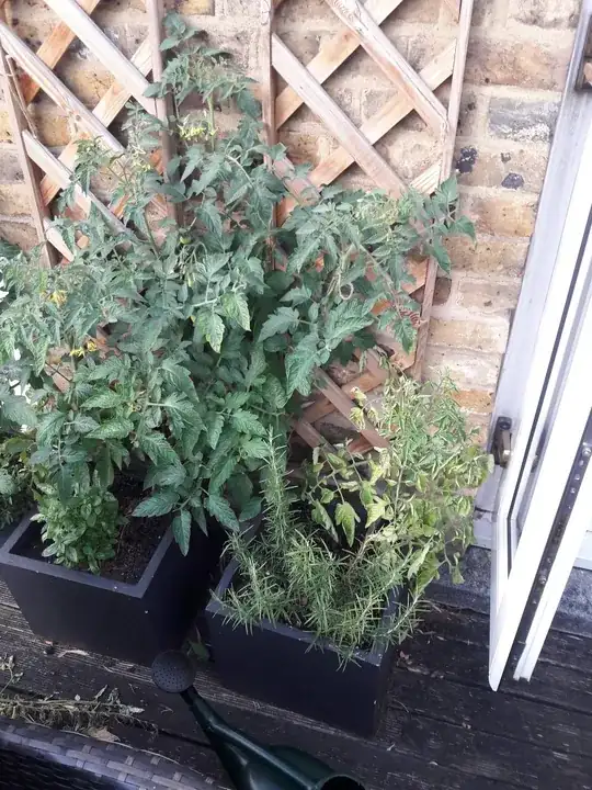 Compared to its cousins