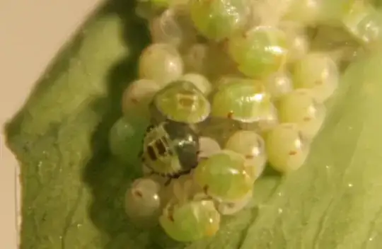 after hatching
