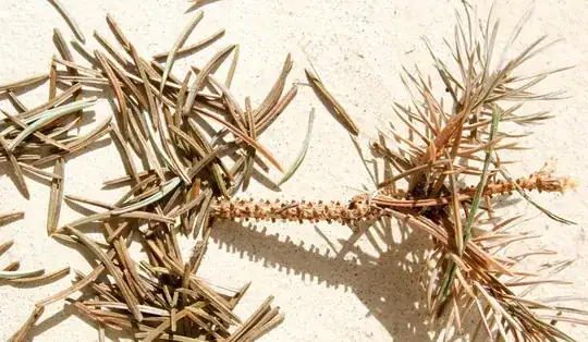 Dead needles and dying stem