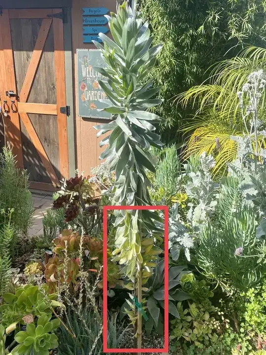 Leucadendron argenteum