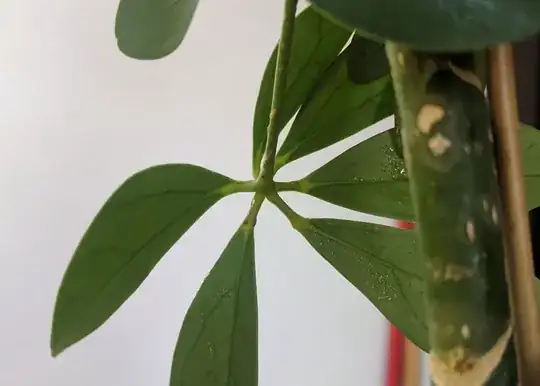 picture of shefflera with sticky liquid and brown spot on leaves