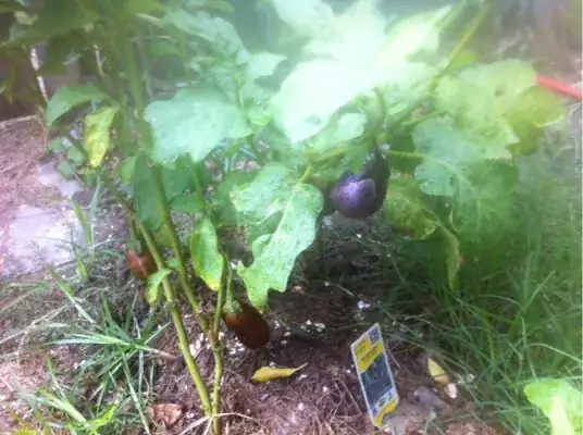 3 plants