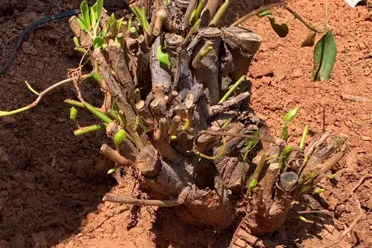 stump