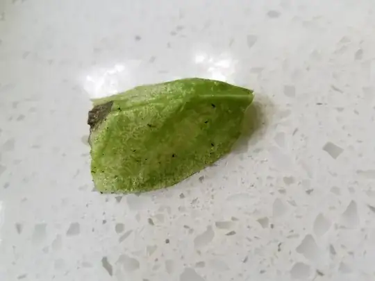 Top side of the leaves
