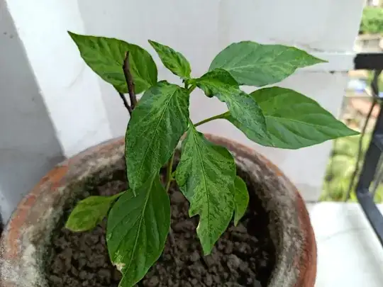 Pepper Plant