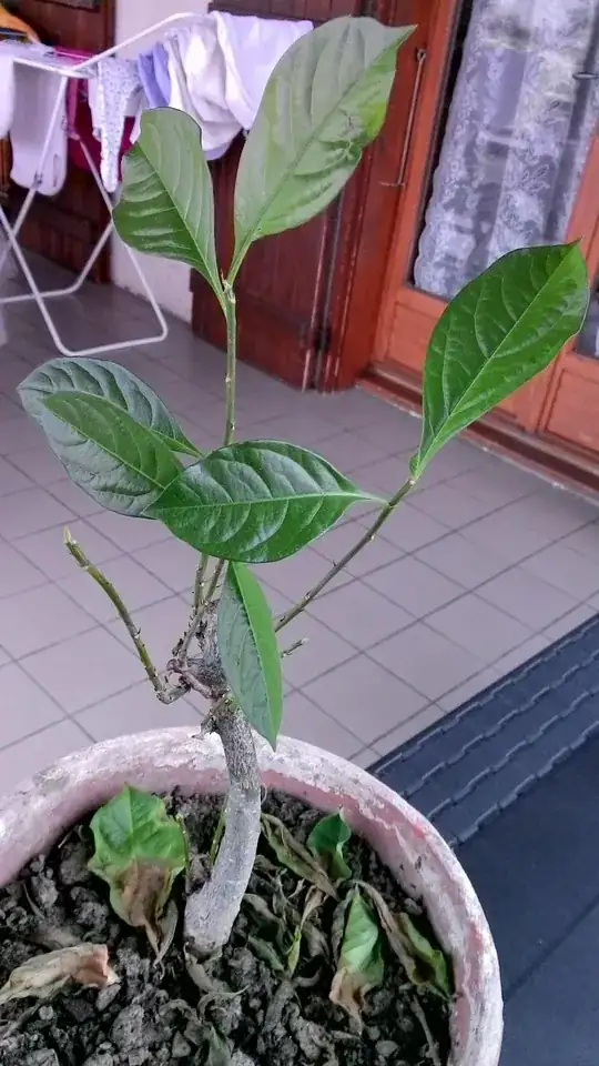 baobab with difficulties