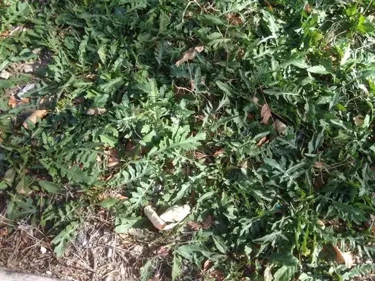 plant group