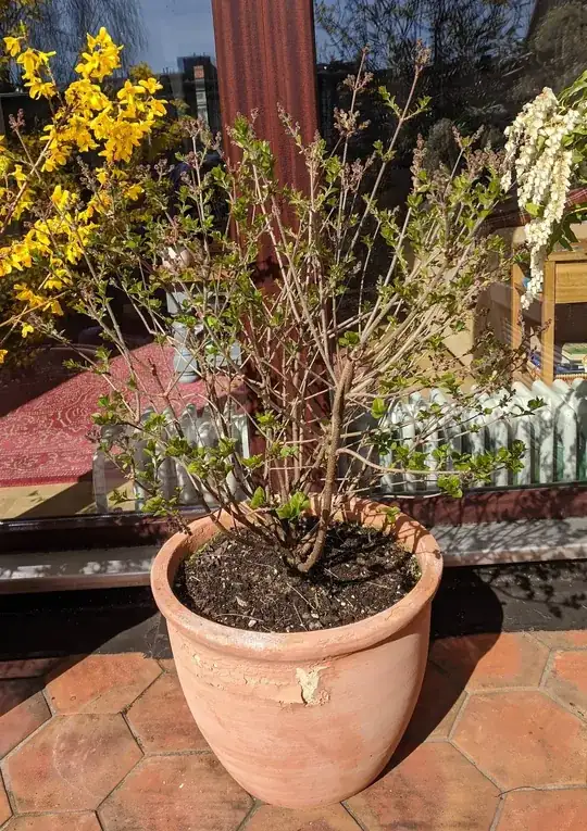 The palibin bush, with lots of stem growth, but not many leaves up the stems, and not many large bud groups