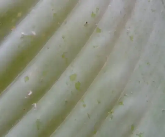 insect3