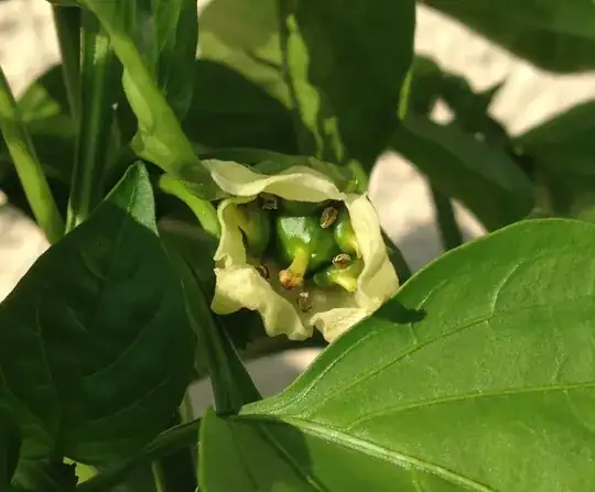 Picture of unusual Fresno pepper flower