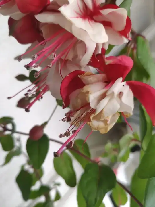 Fuchsia brown