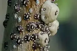 Chinese Wax Scale or Barnacle Scale