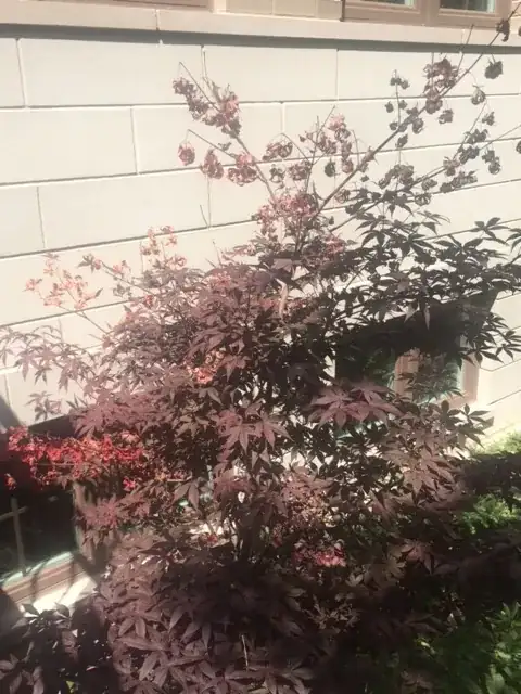 Japanese maple