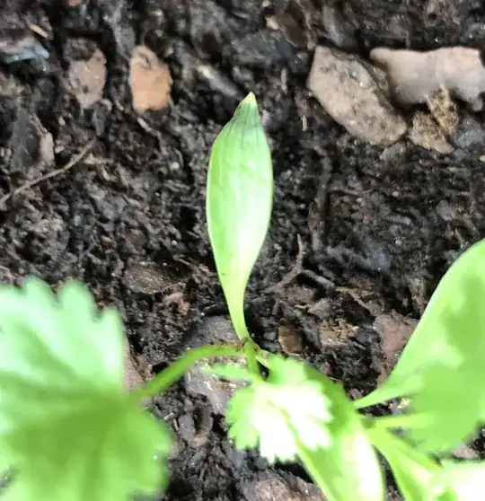 This is on several of the cilantro plants.
