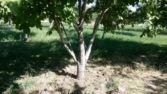 walnut tree that have been never pruned