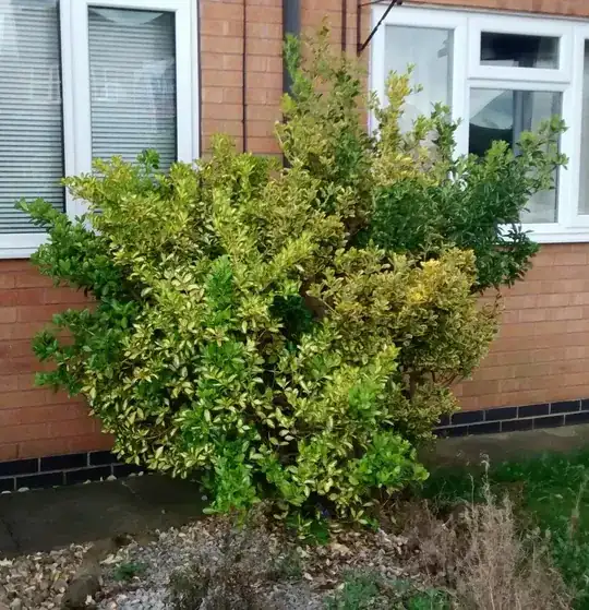 The Plant