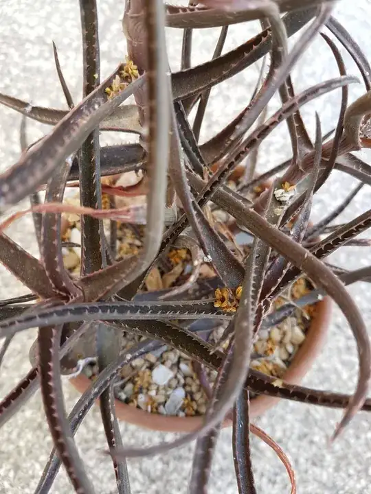 Aloe-1