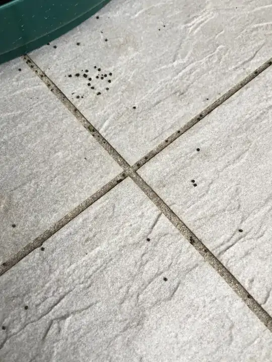 Droppings?