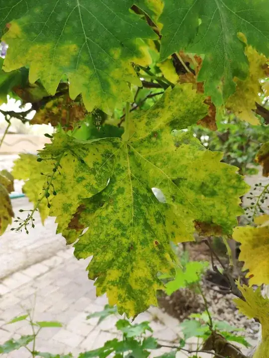 Leaf Picture