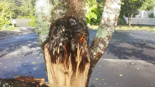Rotten tree 1