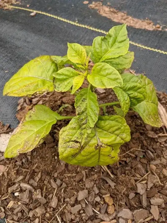 Reaper1