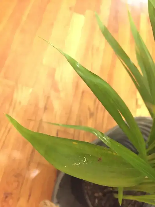 Is this scale?