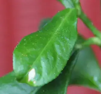 A yellow spot started on another leave