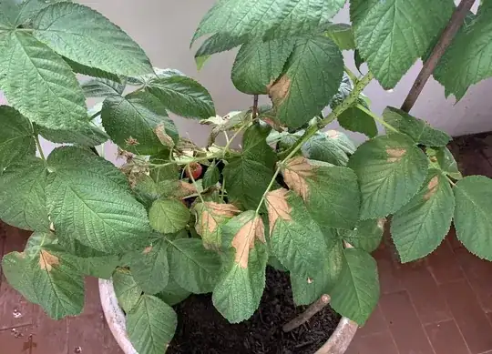 Mite burn damage on raspberry leaves