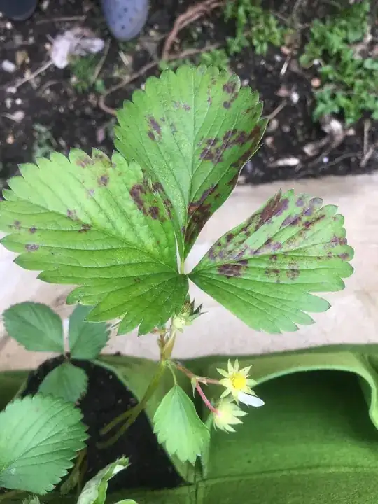 Strawberry Leaves