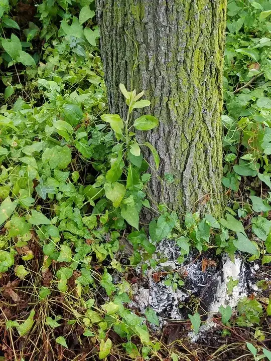 healthy tree