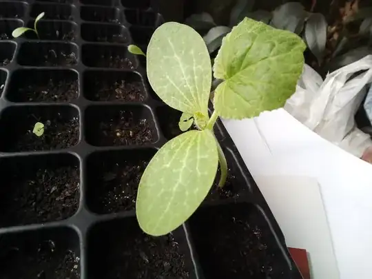 white eggs on leaf