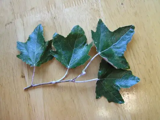 glossy dark front of leaves