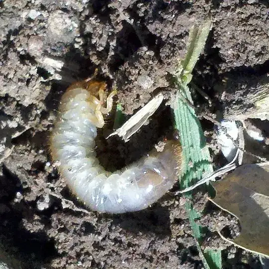 Grub pic 1