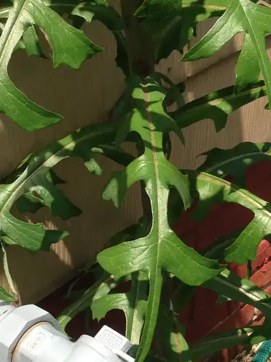 Leaves
