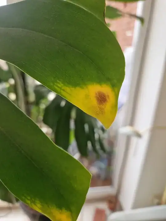 Brown spot from up close