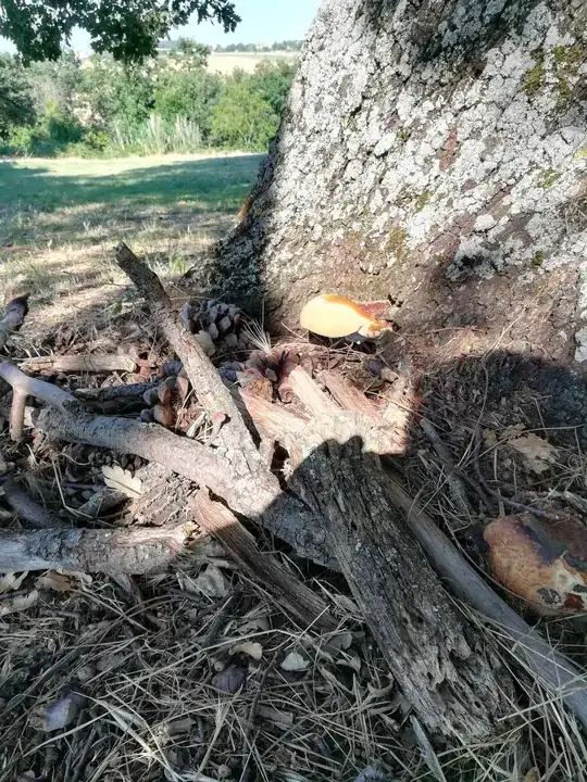 Photo 4 of the fungus
