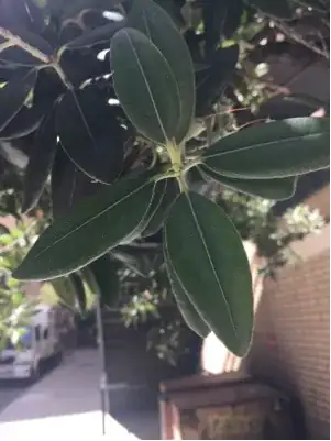 leaves