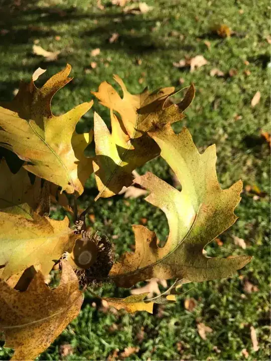 leaves and bark